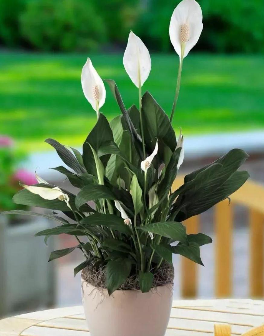 白掌叶子灰蒙蒙的不亮要怎么解决,白掌叶子发黑怎样养白掌才能旺盛