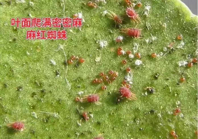 常用农药药剂特性大汇总，千万别错过！！！值得收藏