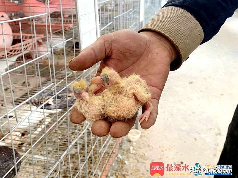 养殖鸽子带动全村经济,小鸽子铺就致富路