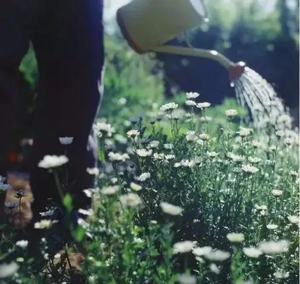 露台上的植物怎么过冬,植物过冬的方式有哪些