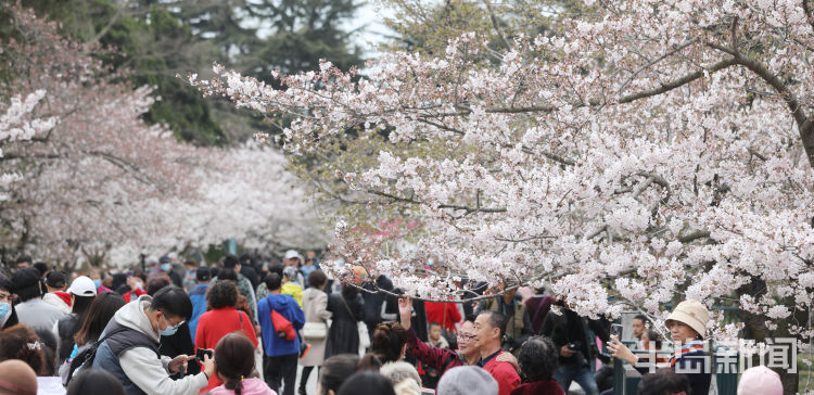 半岛叨叨丨满园尽带“浪漫粉”！樱花节开幕，打造城市IP！看青岛如何撬动美丽经济