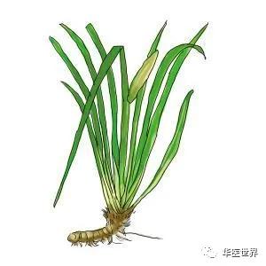 甘麦大枣汤治疗疑难杂症,甘麦大枣汤脏躁心神失养