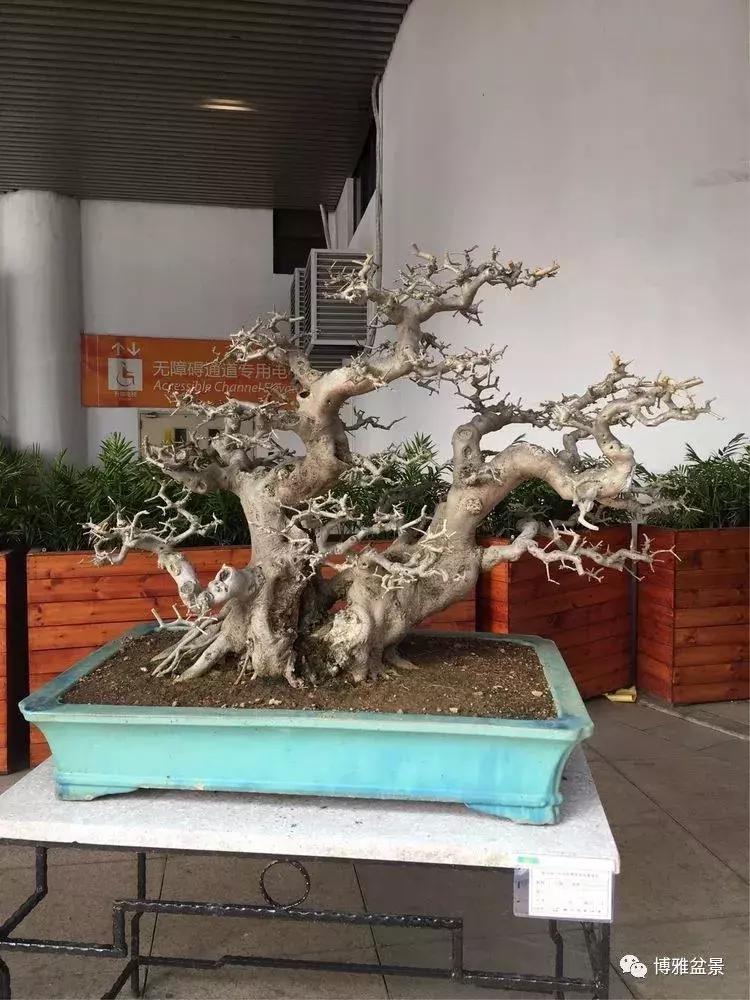 最值得收藏的六种盆景树种是哪种,常见的盆景树种有哪些