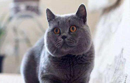 新手养猫哪个品种比较好养一点儿,九大养猫好物分享新手铲屎官必看