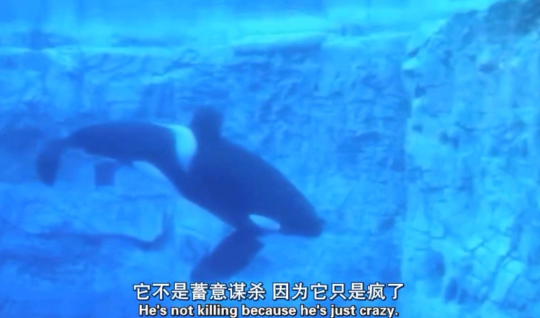 每个生命都值得被虐待,任何生命都不该被虐待