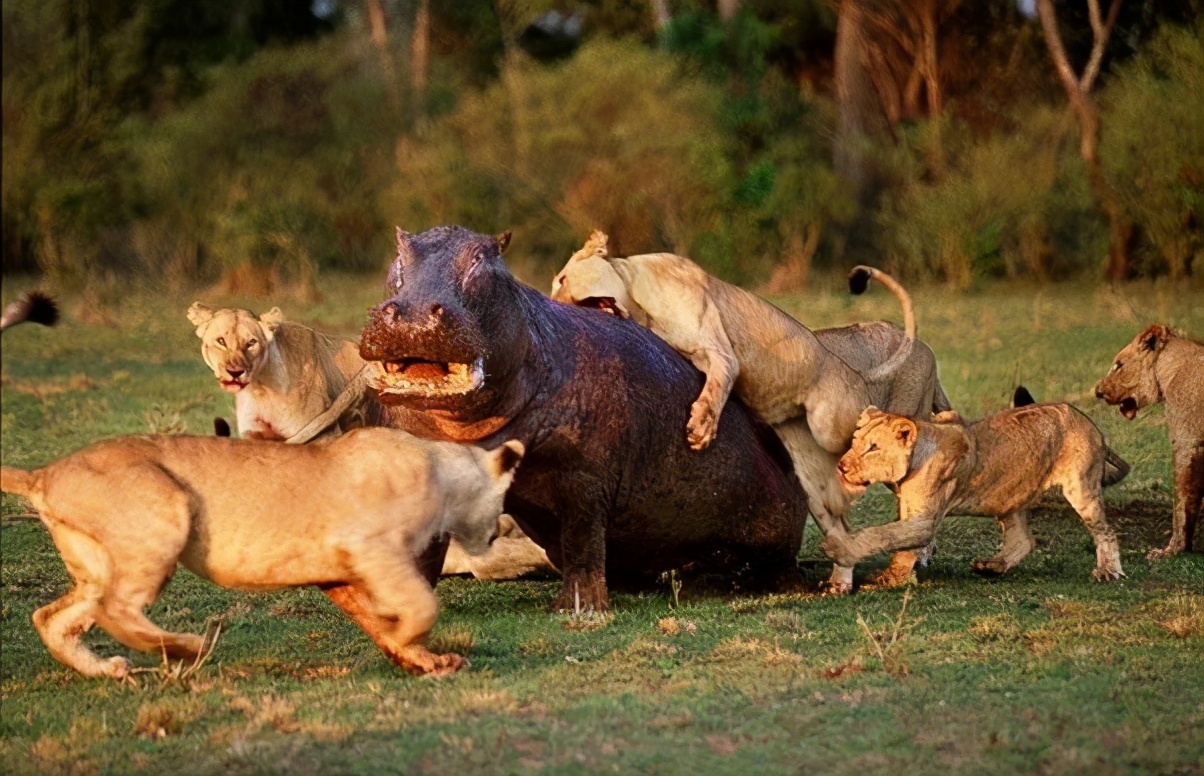 河马凶起来能干掉狮子,河马对抗狮子