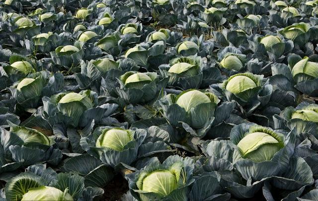 甘蓝春化是什么原因造成的,甘蓝抽薹原因及预防方法视频