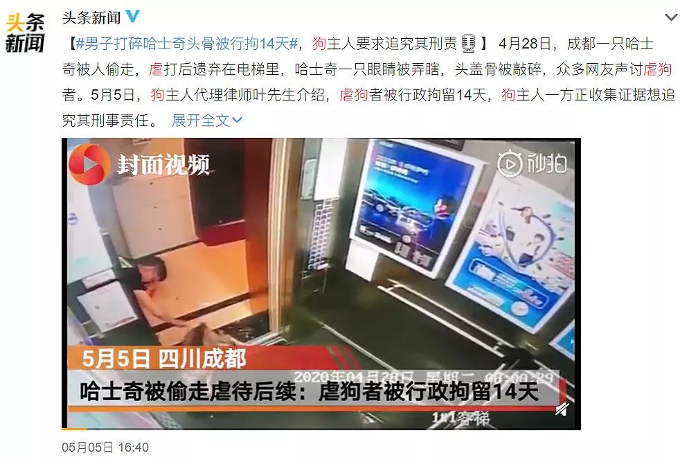 大学生杀死流浪猫,大学生杀流浪猫