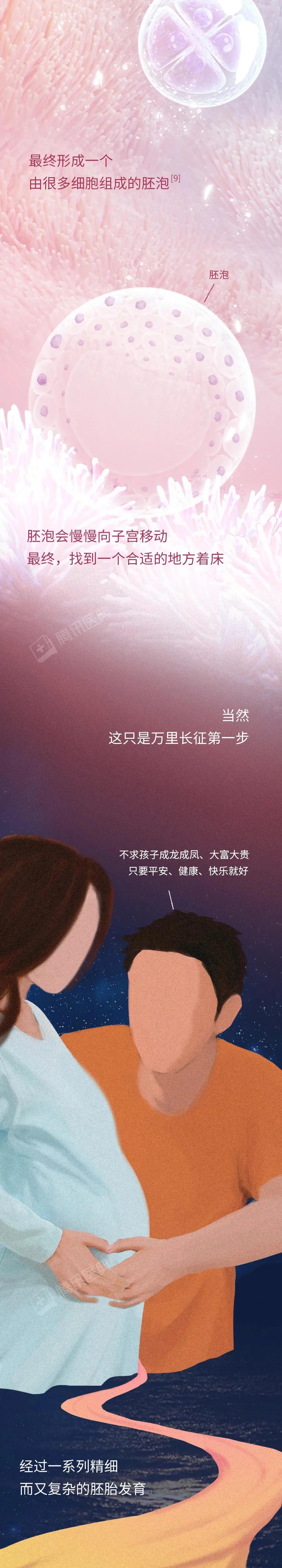 精子与卵子结合孕育生命全过程,精子和卵子孕育的全过程