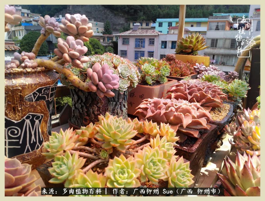 艳阳高照凉爽贵州,我要勤快地捕捉美好!(二)