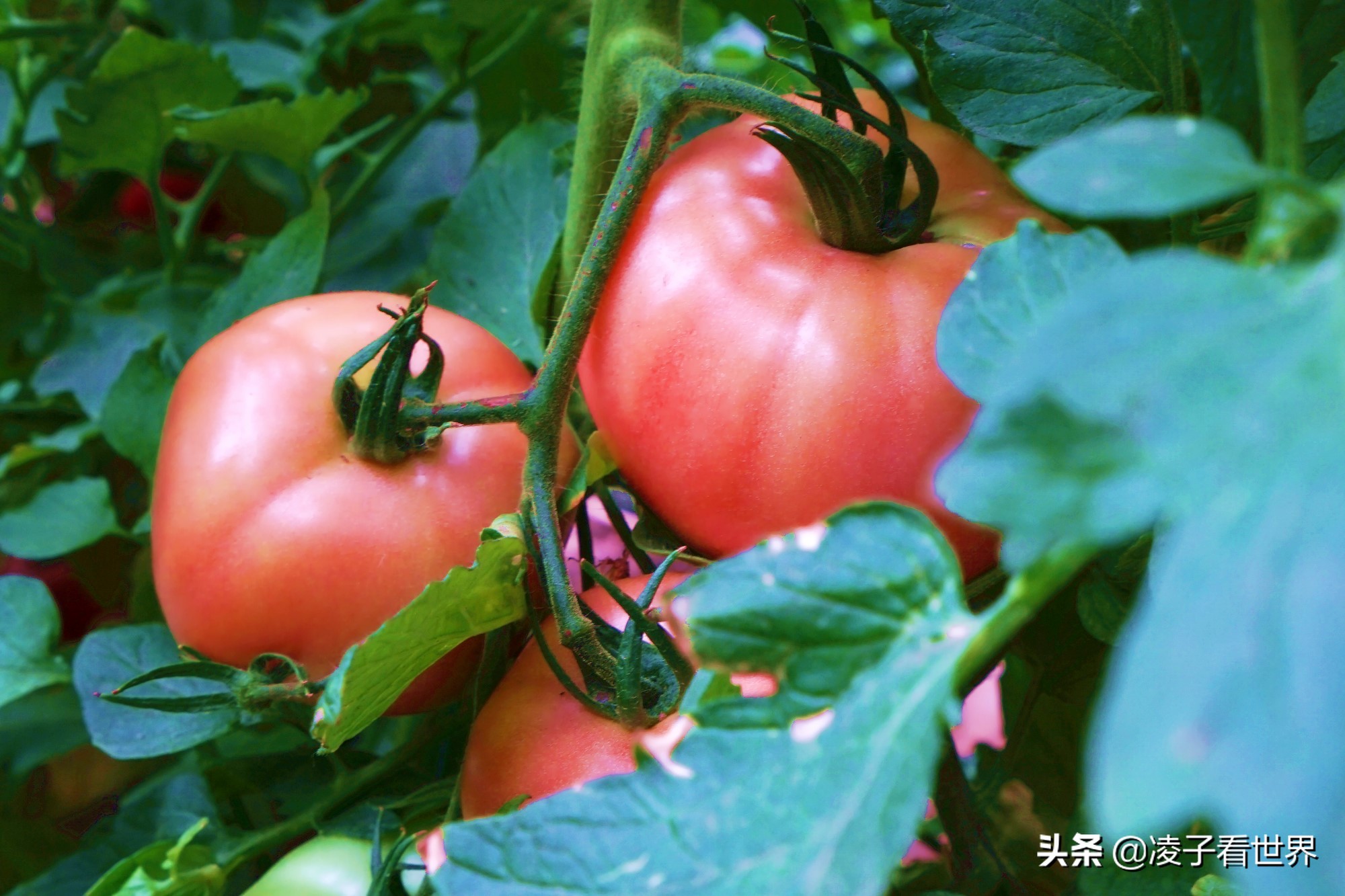 鐭冲搴勬収鐏簞鍥ソ鐜╁悧鍊煎緱鍘诲悧,鐭冲搴勬収鐏簞鍥檮杩戦噰鎽樺洯