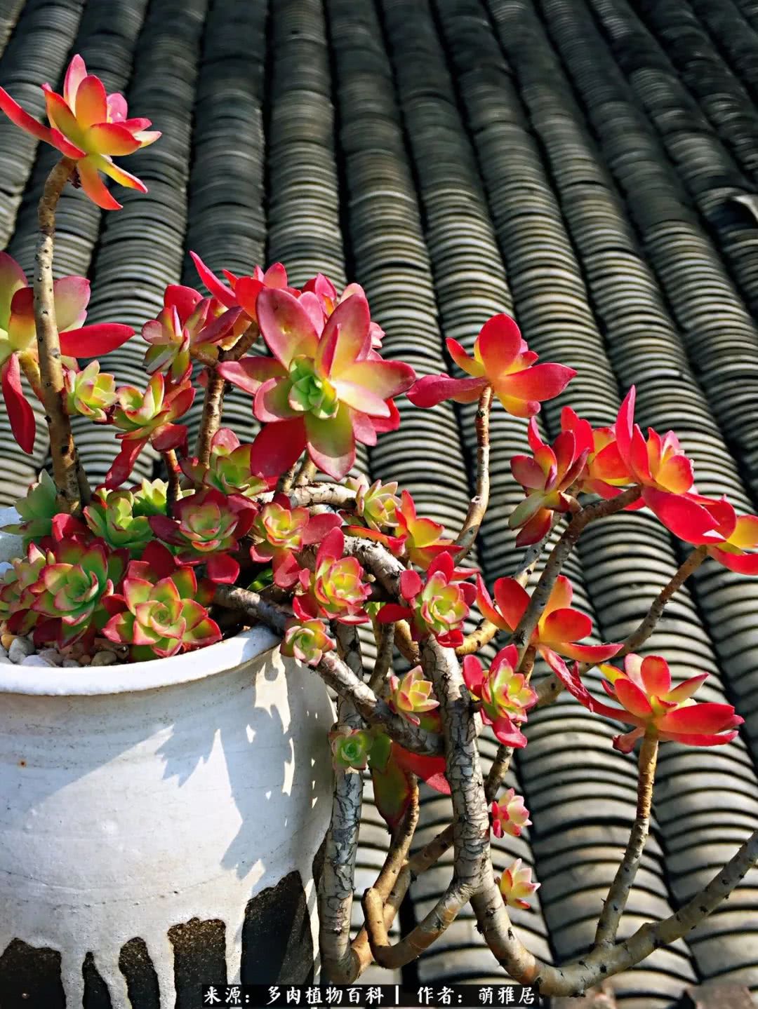 鍒濆啲鏆栭槼鍥寸倝鐓尪,鍐洦鍝佽尪