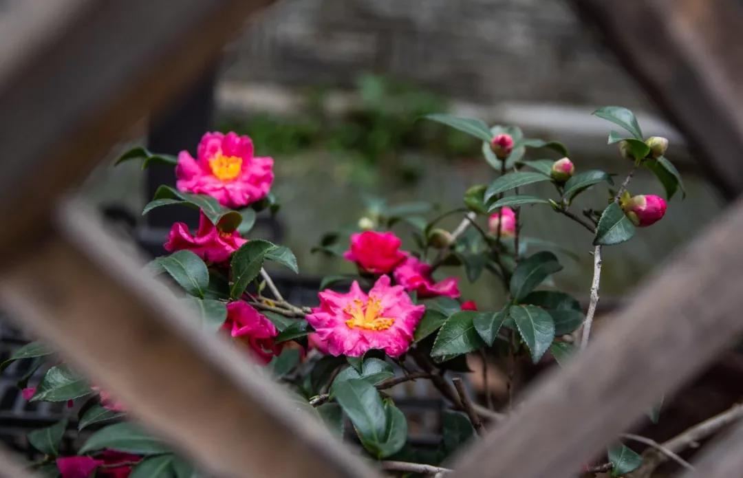 南京腊梅最佳观赏时间,南京赏梅花景点推荐