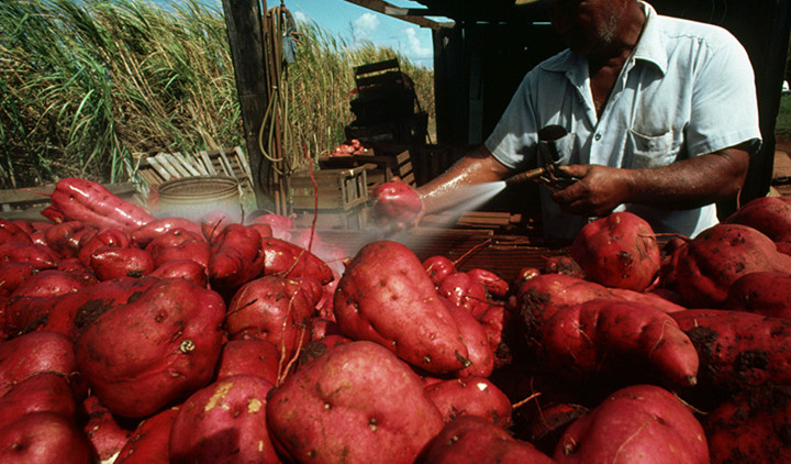 怎样用红薯粉做粉皮,自己做红薯粉皮的方法