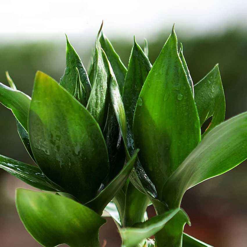 富贵竹与观音竹的区别,富贵竹和观音竹有啥区别