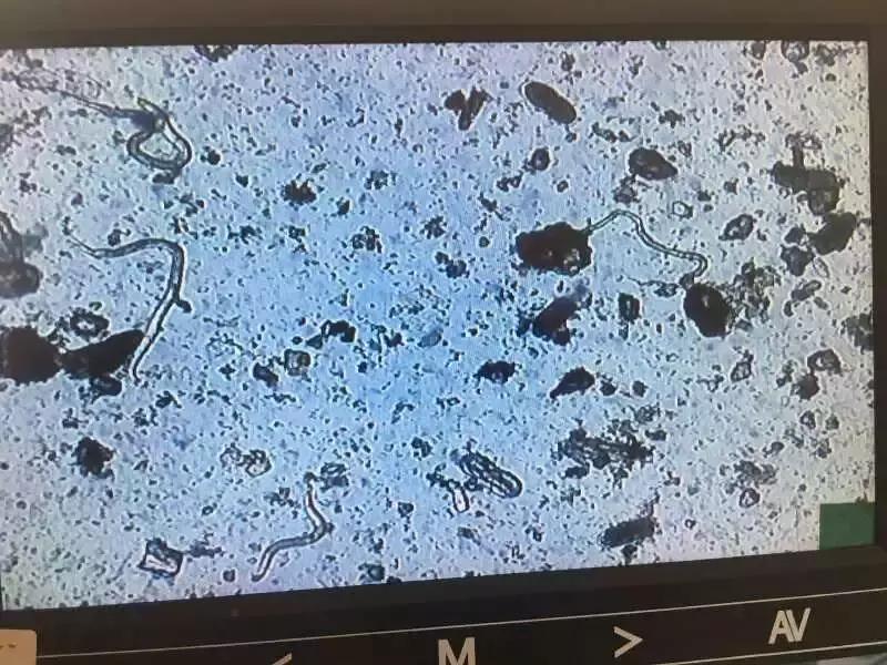 大姜种植过程容易产生的病害,大姜种植前如何预防病毒