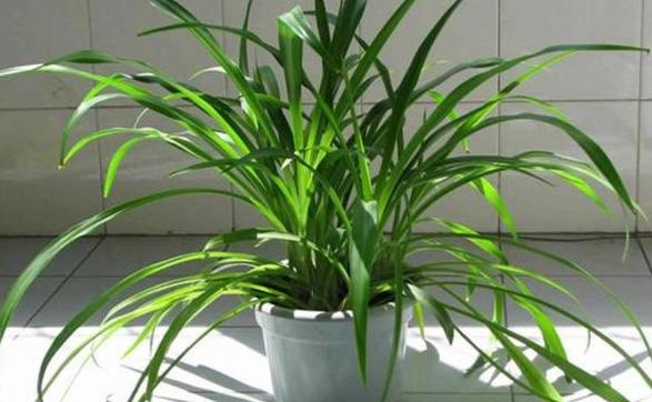 炎热夏季金边吊兰怎么养,金边吊兰盆栽怎样养护和注意事项