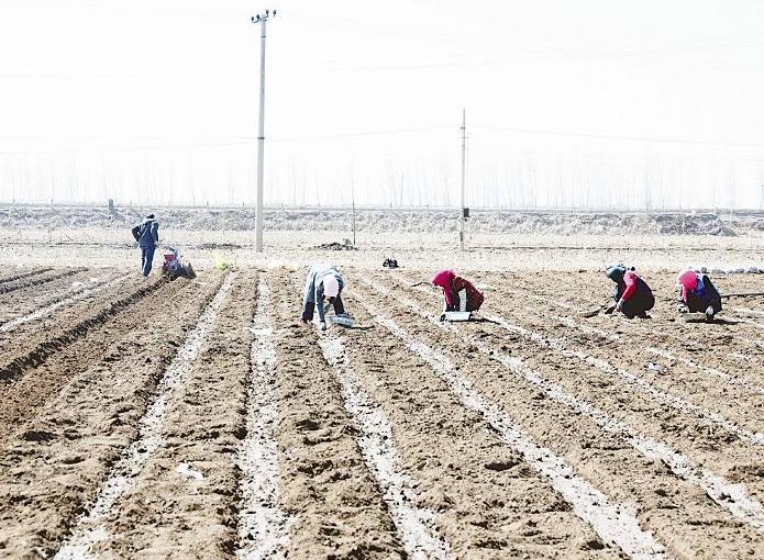 生姜新品种及种植技术有哪些,生姜种植技术生姜采收保存技术