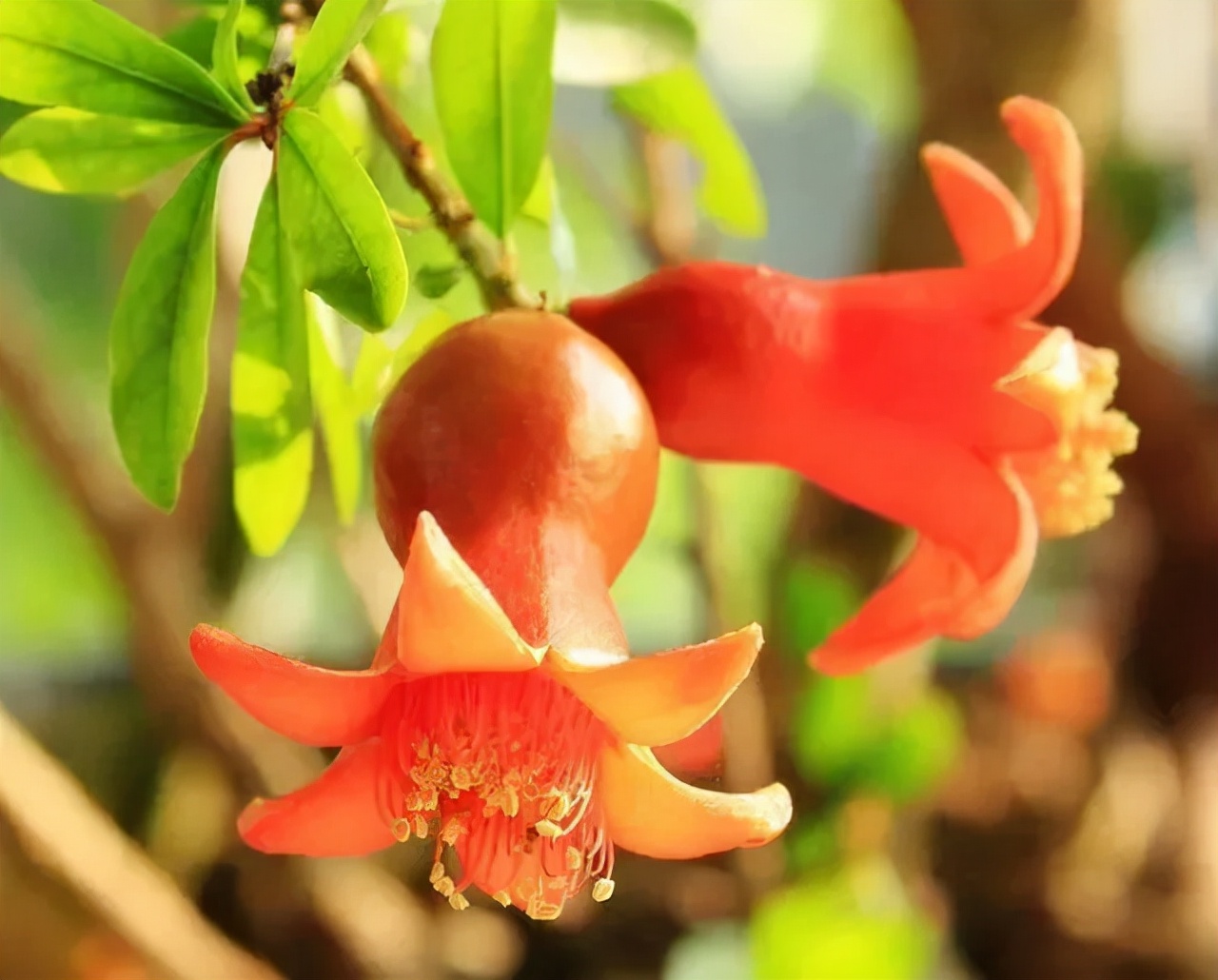 小小石榴竟是秋季养生黄金果,秋季养生果石榴