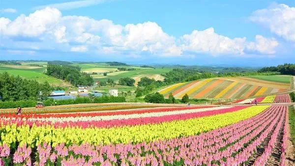 城郊休闲农业案例分享：“紫海香堤”多元创意组合模式