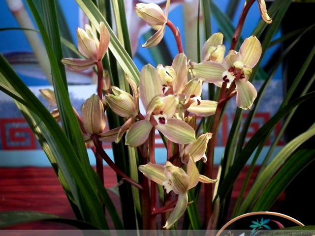 大别山春兰花品种鉴别图谱,兰花假鳞茎品种鉴别图谱