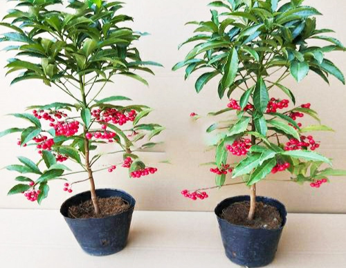 盆栽黄金万两的方法,黄金万两盆栽怎么才能结果