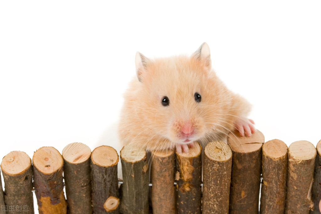 养鼠经验：仓鼠拉软便会自愈吗