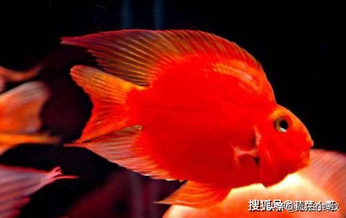 世界上最漂亮的5种鱼 (世界上10种最漂亮的鱼)