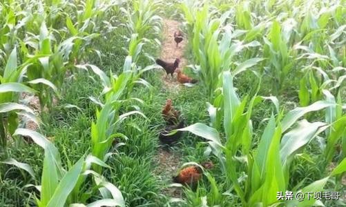 常见却容易忽视的植物,我想看什么植物能治头疼