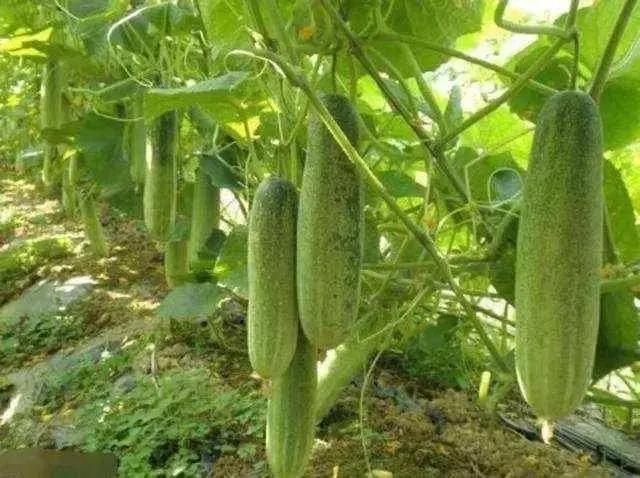 粗犷的黄瓜,坚韧的黄瓜