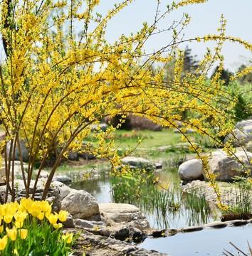 迎春花形态描写作文,迎春花形态特征图片