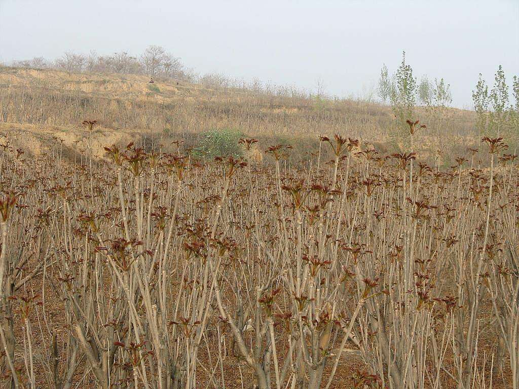 香椿大棚种植技术果树品种,大棚香椿高产栽培技术