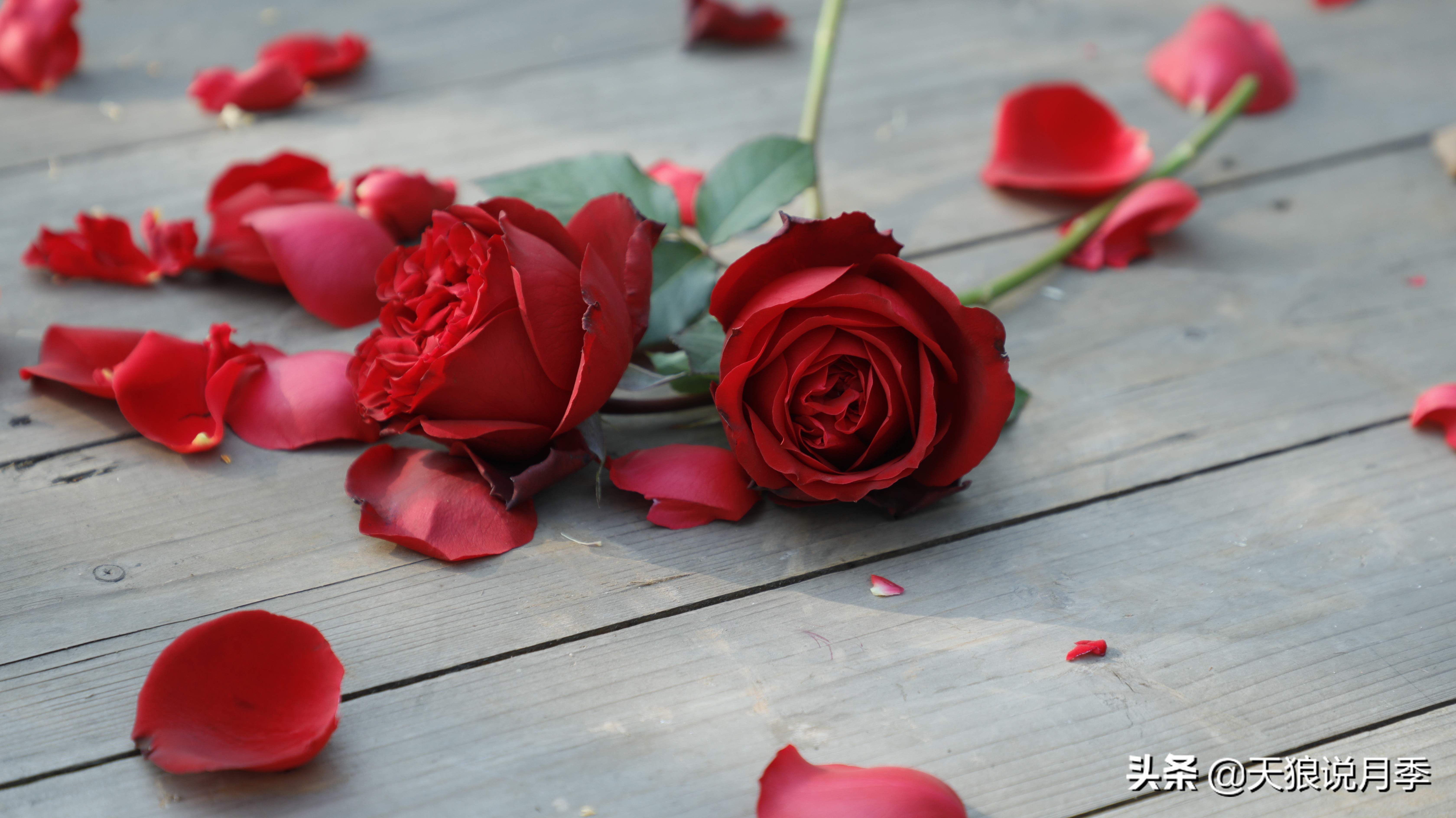 月季花瓣里面藏的黑虫,月季土里有黑虫子怎么回事