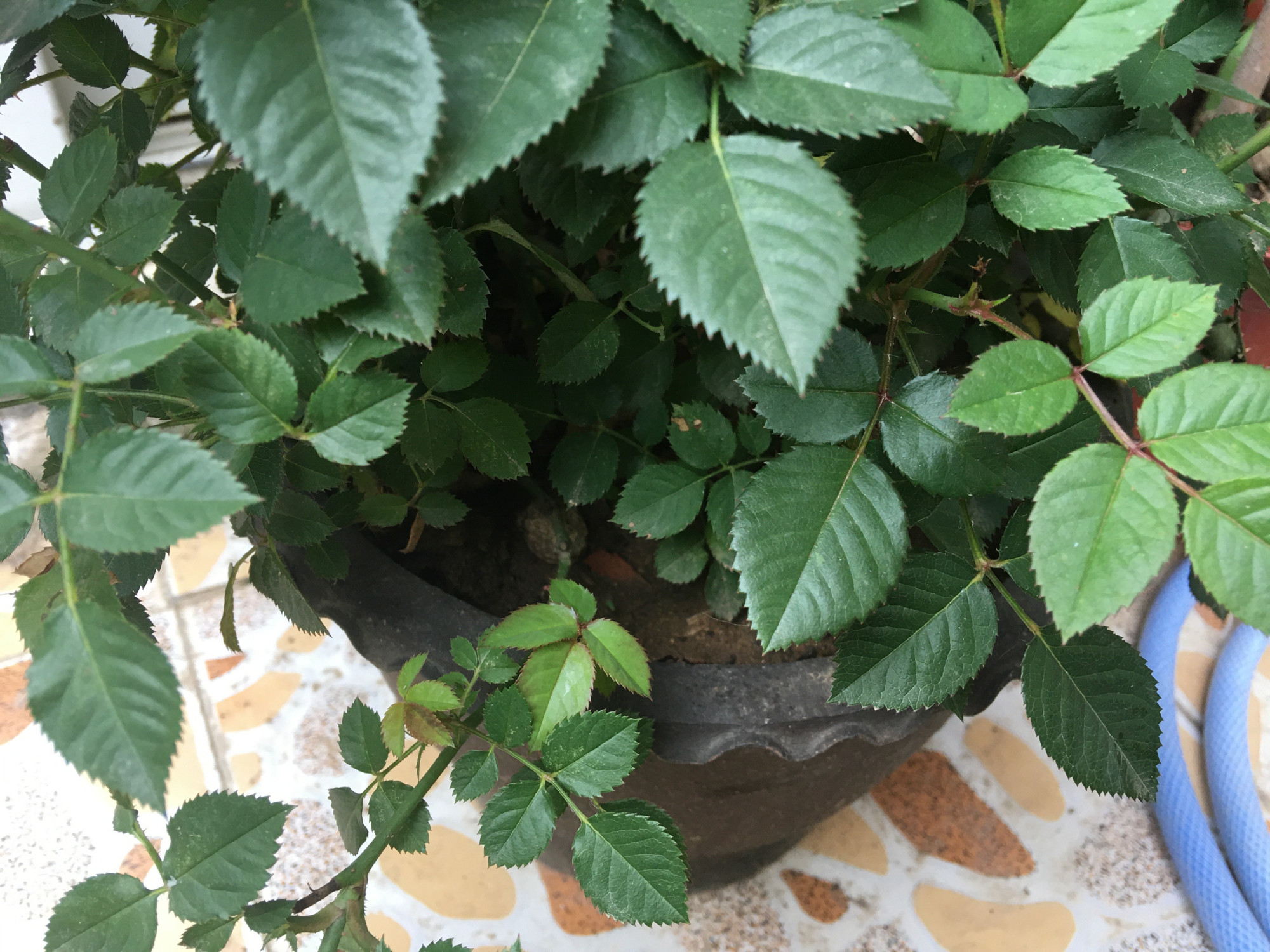 月季可以剪黄叶吗,用什么药能让月季叶片油绿