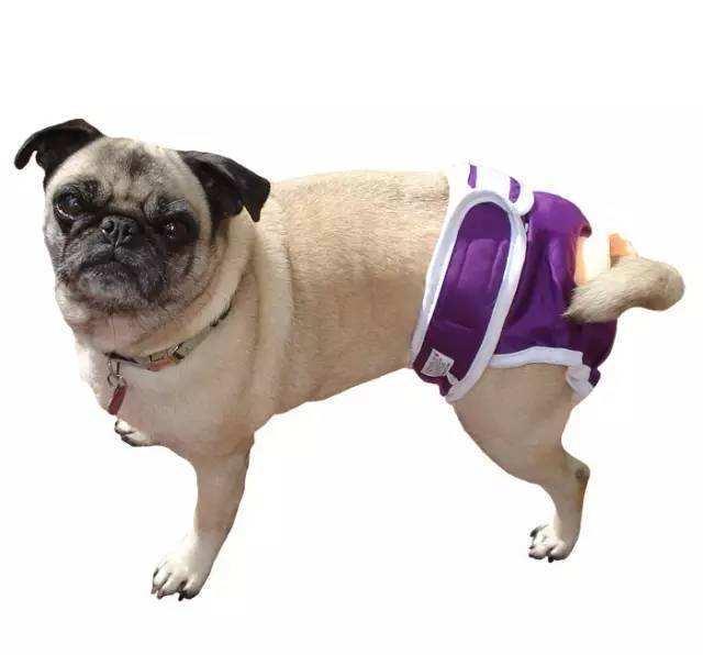 原来狗狗也会有情伤,原来狗狗也有便秘的烦恼