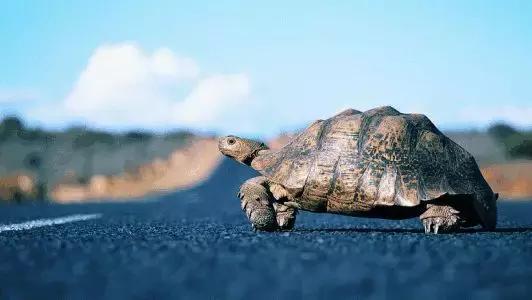 新手一定要知道的养龟技巧,养乌龟的经验总结