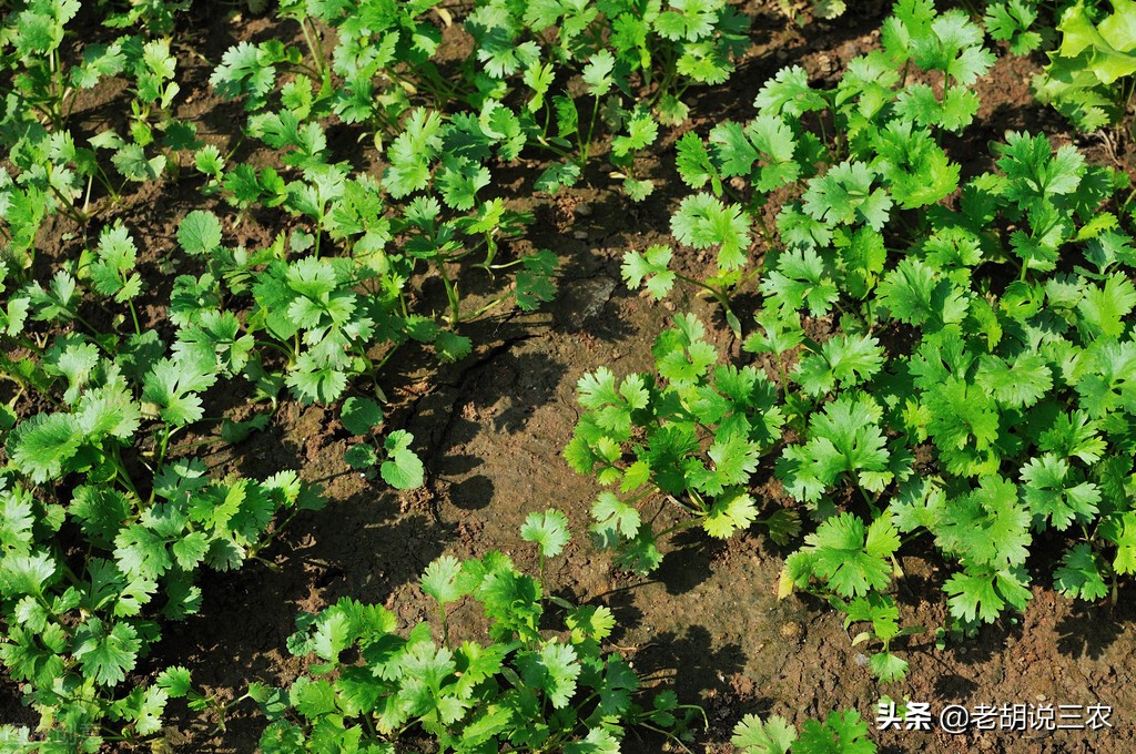 芦笋见大蒜,迟早必落难,芦笋见香菜,神气又豪迈。是啥意思?