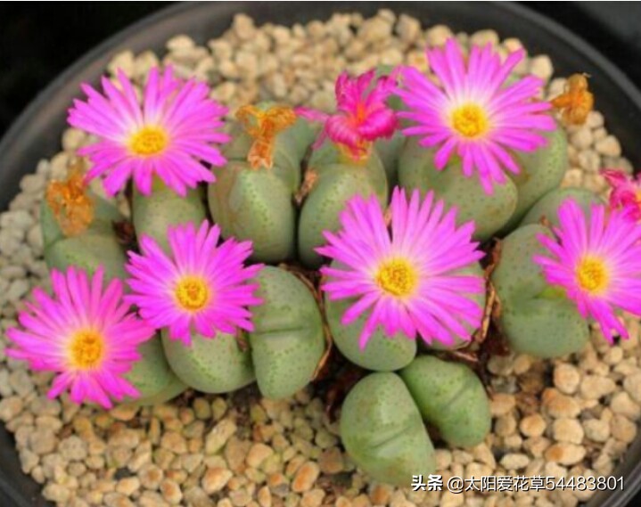 多肉生石花怎么移栽,多肉生石花多久开花