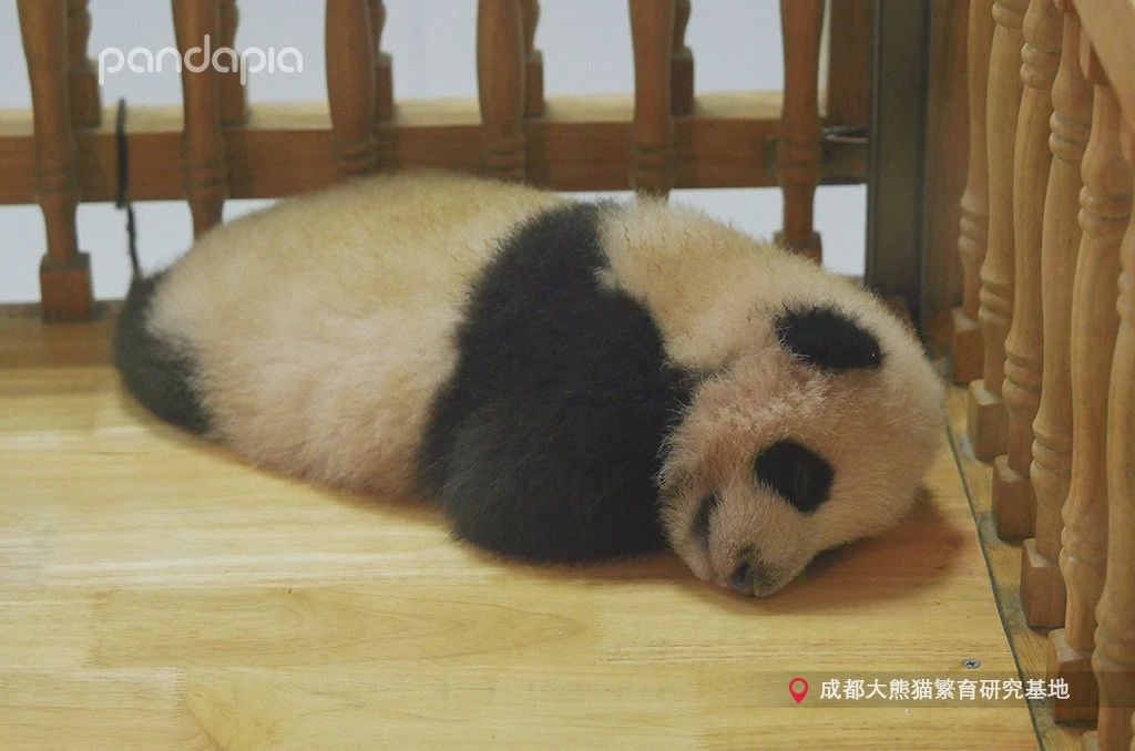 新品种大熊猫七仔,大熊猫花花和大熊猫七仔