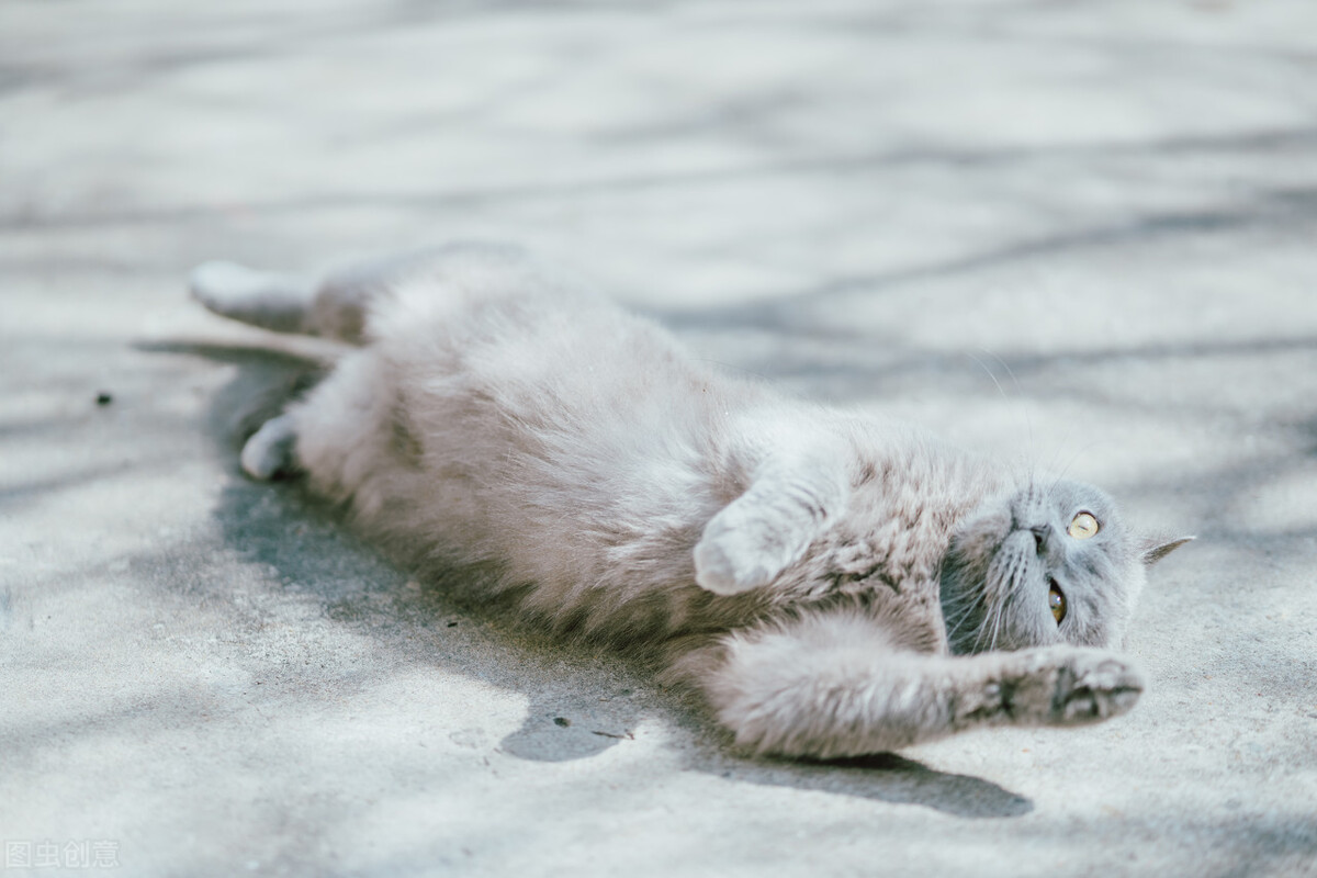 猫咪眼睛有分泌物怎么回事,猫咪眼睛总是有分泌物是什么原因