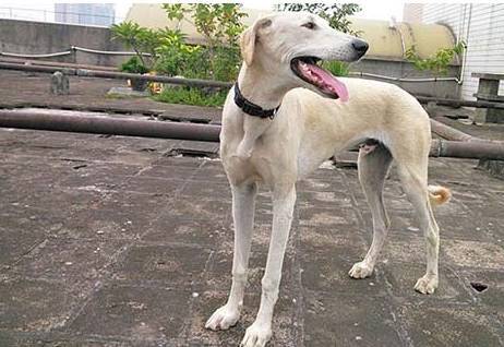 哮天犬到底长什么样,神犬和哮天犬有什么区别