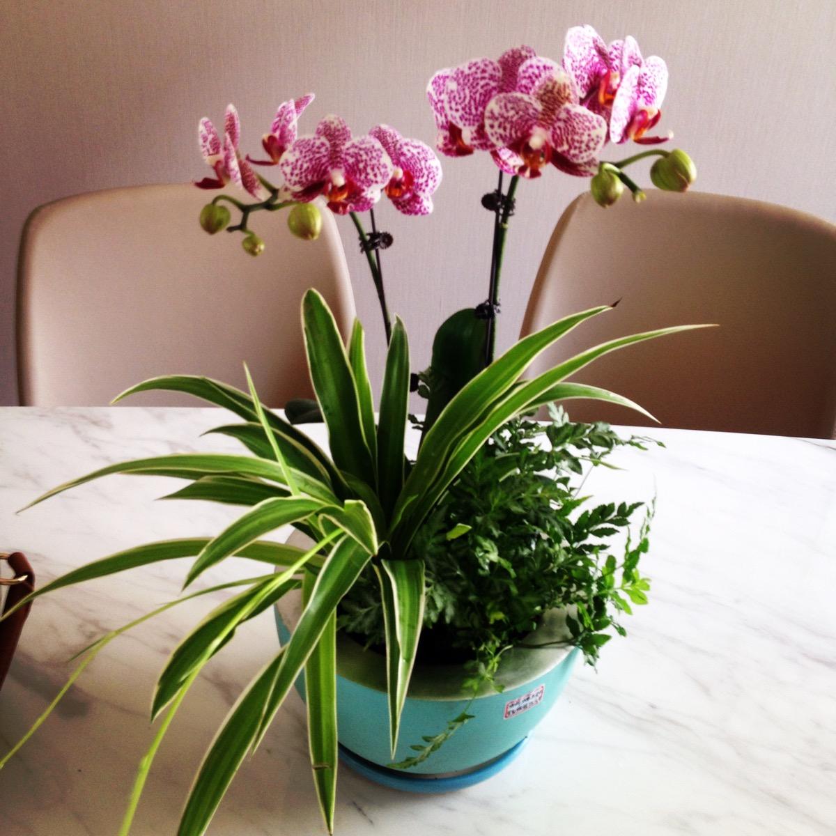 蝴蝶兰的养护方法视频教程,蝴蝶兰的养护方法新手入门