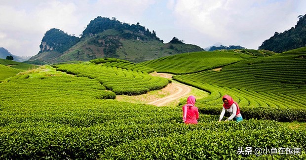 《走进越南》060期:越南山萝省,特产水果销往全球多个高端市场