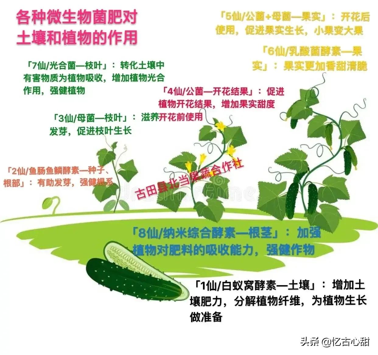 金牌土壤医疗师文龙老师谈“自然农法”，酵素和微生物菌改良土壤