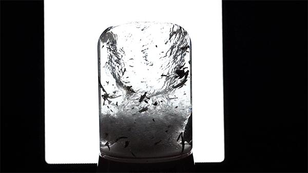 10种又好吃又简单的果汁做法,怎样做出好喝的果汁