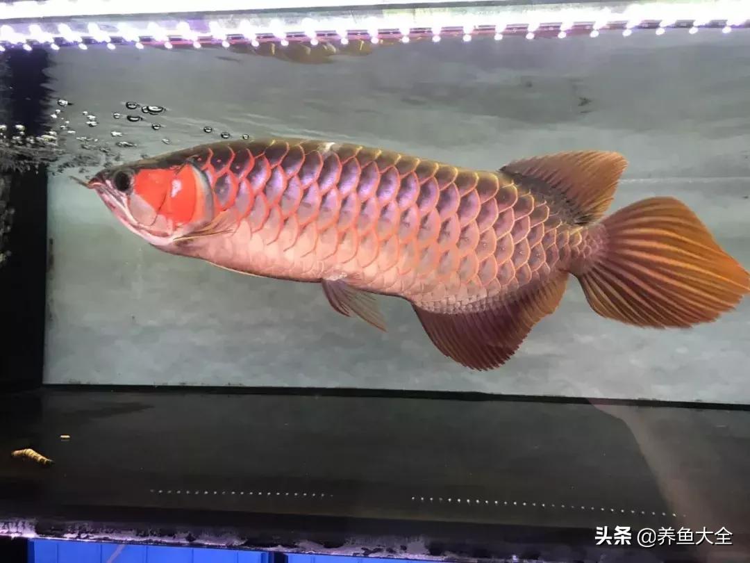 你为什么要养龙鱼？这篇文章扎心了