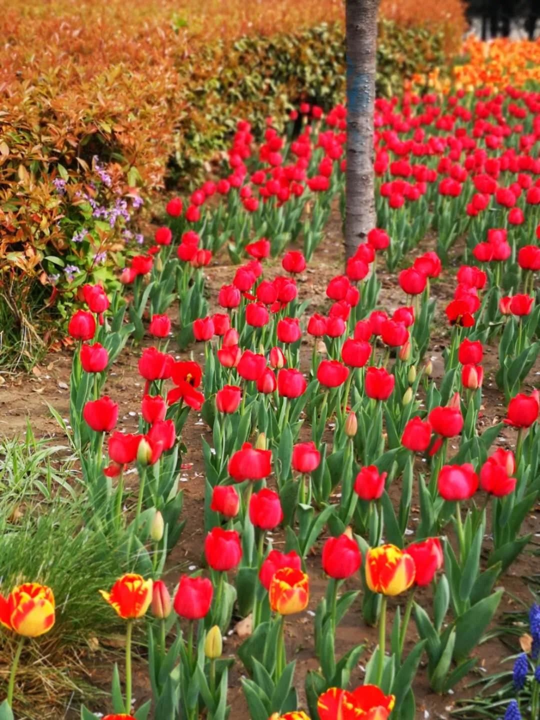 焦作2023年免费开放的景点,焦作人都去哪里玩了