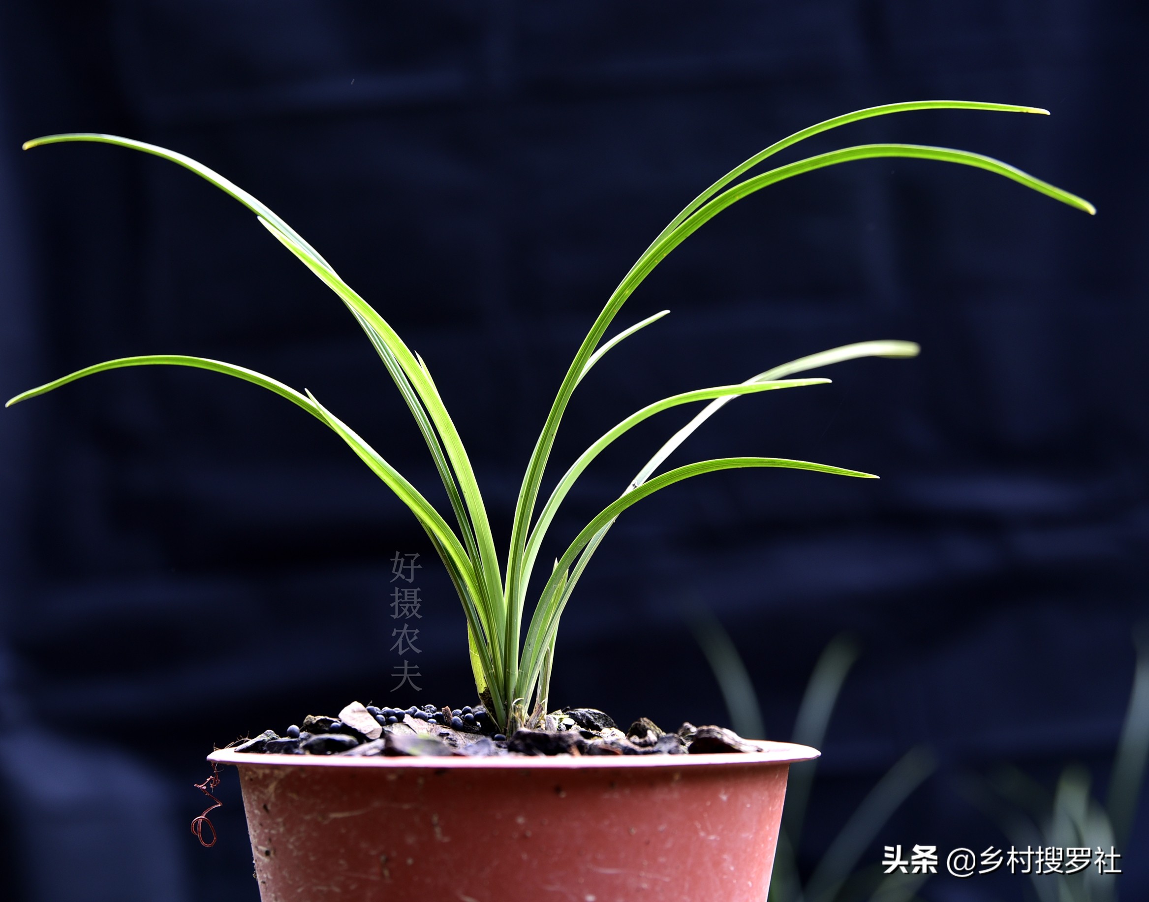 兰花得了炭疽病怎么治,兰花得了炭疽病怎么办