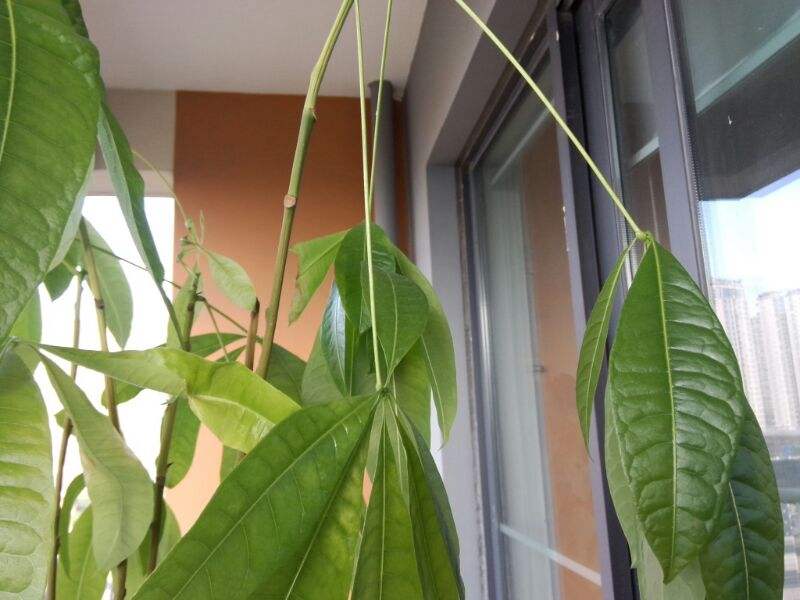 发财树叶子低垂怎么回事,发财树叶子不舒展卷曲怎么办