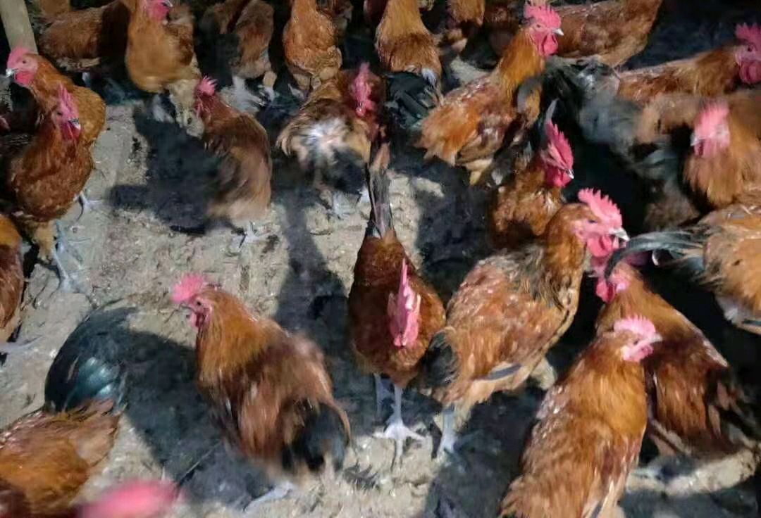 鸡痘的症状及防治方法,鸡痘的最好预防方法